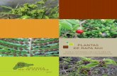 Plantas de RaPa nui - legacy.cepf.netlegacy.cepf.net/.../poly_micro/Plantas_de_RapaNui_UMTN.pdf · 4 Plantas de Rapa Nui. Guía ilustrada de la flora de interés ecológico y patrimonial