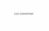 Los Lisosomas - docentes.educacion.navarra.esdocentes.educacion.navarra.es/ralvare2/lisosomasperomitclor.pdf · En las células vegetales se encuentran cerca de los cloroplastos y