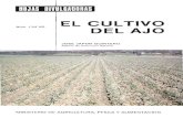 EL CULTIVO - mapama.gob.es · EL CULTIVO DEL AJO El cultivo del ajo es muy antiguo en España. En la actualidad se cultivan en nuestro país unas 36.000 hectáreas de las que