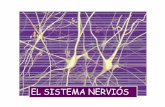 EL SISTEMA NERVIÓSblocs.xtec.cat/.../Microsoft-PowerPoint-El-Sistema-Nerviós_resum.pdf · Les cèl·lules del teixit nerviós El Sistema Nerviós: parts en quèel classifiquem Anatomia