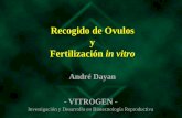 Recogido de Ovulos y Fertilización in vitro - uvi.edu · Fisiología del Ovario Al nacer: 300.000 - 500.000 oocito/ovocito (oocyte) ... Maduración in vitro. Fertilización in vitro.