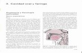 3. Cavidad oral faringe - patologiabucal.com oral y faringe.pdf · cente, formando un mucoperiostio. Dispuestas con diferencias locales o regionales, en el tejido subepitelial se