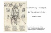 Dra. Ana M. Koatz - aaiba.org.araaiba.org.ar/actualizaciones/anatomofisio_via_aerea_inferior.pdf · Oxigeno y eliminación de dióxido de carbono. (Ventilación) • Respiración