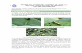 Informe seguimientos de Plutella xylostella - … · conocida por oruga verde del repollo, polilla diamante, polilla de las crucíferas, etc., es una plaga originaria de Asia Menor