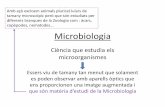 Microbiologia - classedebio.files.wordpress.com · Microbiologia Ciència que estudia els microorganismes ... + cua cilíndrica + placa basal de la que ixen unes fibres articulades