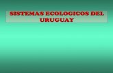 SISTEMAS ECOLOGICOS DEL URUGUAY - … · • Constituye un ecotono entre los ecosistemas terrestres y marínos y esta afectada por la acción del oleaje . ... PERFIL DEL SUELO DE