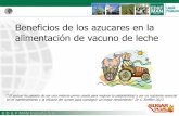 Beneficios de los azucares en la alimentación de vacuno de ...€¦ · E D & F MAN España S.A. Beneficios de los azucares en la alimentación de vacuno de leche “ El azúcar ha