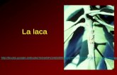 La laca - Albergue de alojamientos de la UVa · gusano de la laca, (Laccifer lacca) o . Kerria lacca . ... El URUSHI es la pintura más natural y ecológica del mundo. Puesto que