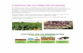 Cultivos de La Vega de Granada - Webquest Creator 2 · En segundo lugar, destacamos el tabaco, que sustituyó al cultivo de la remolacha. El tabaco es una planta que ha sido cultivada