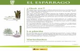 EL ESPÁRRAGO - alimentación.esalimentacion.es/imagenes/es/esparrago_tcm5-39180.pdf · El espárrago es una planta herbácea perenne, cuyo cultivo tiene una duración prolongada