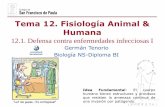 Tema 12. Fisiología Animal & Humanadpbiologia.weebly.com/uploads/2/1/5/5/21553524/gtp_t12.fisiologia... · Fisiología Animal & Humana 12.1. Defensa contra enfermedades infecciosas