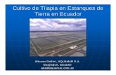 ISTA 7 - Cultivo de Tilapia en Ecuador - cals.arizona.edu · n Importante llevar conteo de peces muertos para calcular la biomasa viva y poder suministrar las dosis adecuadas n Hay