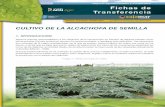 CULTIVO DE LA ALCACHOFA DE SEMILLA - …static.plenummedia.com/40767/files/20180218115549-cultivo... · La alcachofa pertenece a la familia Compositae, su nombre ... LA ALCACHOFA