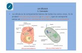 La célula es le componente básico de todos los seres ... · intracelular y de la división celular. ... CUADRO COMPARATIVO ENTRE CELULAS PROCARIOTAS Y EUCARIOTAS. ... hongos unicelulares