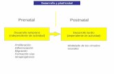Prenatal Postnatal - webpersonal.uma.eswebpersonal.uma.es/~DAVILA/desarrollo.pdf · Inducción neural Moléculas inductoras Producidas por tejidos embrionarios (notocorda, placa del