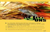 La chinche diminuta : plaga emergente en quinua y … · Impacto de la “chinche diminuta” sobre el cultivo de girasol en ... Tratamientos pre-germinativos en semillas de mijo