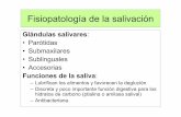 Funciones de la saliva - Alojamientos Universidad de ... · Fisiopatología de la salivación Glándulas salivares: •Parótidas •Submaxilares •Sublinguales •Accesorias Funciones