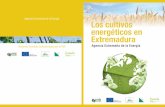 Agencia Extremeña de la Energía Los cultivos …agenex.net/images/stories/deptos/los-cultivos-energeticos.pdf · Ventajas para los cultivadores. Rentabilidad sostenible: el agricultor