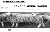 GANADO OVINO SARDO - mapama.gob.es · GANADO OVINO SARDO La isla de Cerdeña aloja una población ovina de 2,4 mi-llones de cabezas, toda ella de raza sarda, en sus tres sub-razas,