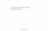 RIÑON Y HOEMEOSTASIS HIDROSALINA - …biotiempo.weebly.com/uploads/9/4/5/8/94588683/hoemeostasis_renal.pdf · regulador de la temperatura del cuerpo humano. ... Nefrón Unidad básica