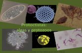 Protoctistas: algas y protozoosjapt.es/vida/protoctistas.pdf · 2014-04-16 · organización eucariótica, no encajan en los otros reinos de ... de los seres vivos como tales: ...