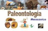 ERAS Y PERIODOS - …iespoetaclaudio.centros.educa.jcyl.es/sitio/upload/mesozoico__1... · biologÍa del mesozoico (-230, -65 m.a.) gran diversificaciÓn de la fauna marina: moluscos,