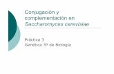 Saccharomyces cerevisiae - RUA: Principalrua.ua.es/dspace/bitstream/10045/14817/1/practica3RUA.pdf · Mutaciones en estos genes impedirán el correcto funcionamiento de las enzimas,