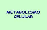 METABOLISMO CELULAR - …s0de49e0630e6ae10.jimcontent.com/download/version/1447237970/... · clasificaciÓn de organismos segÚn tipos de metabolismo • Muchas de las reacciones