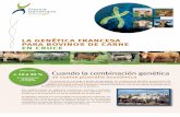 la genética francesa para bovinos de carne en cruceen.france-genetique-elevage.org/IMG/pdf/fge_genetica_carnica_fr_en... · producción de carne bovina y de su genética. ... tuye