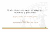 Morfo-fisiología reproductiva en bovinos y porcinoss1047d5f663416975.jimcontent.com/download/version/1427399146/... · Morfo-fisiología reproductiva en bovinos y porcinos Reproducción