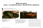 Virosis en cultivos horticolas - mapama.gob.es · el control de virosis, ya que es impo- sible eliminar la infección por méto- dos químicos, como se puede hacer en hongos y bacterias,
