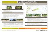 Presentación de PowerPoint - arauco.cl · • Levantamiento información en terreno sobre estado de conservación actual de las poblaciones de flora. •Mapeo y marcación en terreno