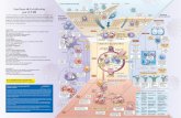 Las fases de la infección por el VIH · Genoma del VIH insertado Desgarro en el epitelio de ... de la zona marginal del bazo Ayuda insuﬁciente de los ... Macrófago del seno subcapsular