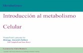 Introducción al metabolismo Celular - … · Con el metabolismo, los organismos transforman materia y energía, sujetos a las leyes de la termodinámica • Se llama metabolismo