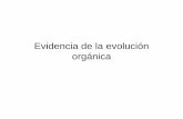 Evidencia de la evolución orgánica - academic.uprm.eduacademic.uprm.edu/~jchinea/cursos/CIBI/Evolucion.pdf · • Lamarck y la teoría de caracteres ... sociales con el tamaño