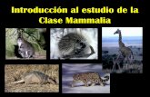 Introducción al estudio de la Clase Mammalia - …cmas.siu.buap.mx/portal_pprd/work/sites/biologia/resources... · Objetivos: -Exponer qué se conoce sobre el origen de los mamíferos.