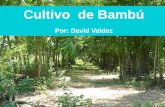 Cultivo de Bambú - apuama.orgapuama.org/wp-content/uploads/2016/10/02-David-Valdez-El-cultivo... · Cultivo. Extraer culmos enfermos y de mal crecimiento, tanto jóvenes como adultos.