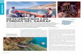 DESCUBRIENDO LOS FONDOS DEL GARRAF€¦ · costera del Garraf, con 25 kilómetros de litoral, ... El arrecife artificial del Garraf está compuesto por 24 módulos tipo geoda con