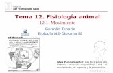 Tema 12. Fisiología animal - dpbiologia.weebly.comdpbiologia.weebly.com/uploads/2/1/5/5/21553524/gtp_t12.fisiologia... · une el bícpes y que hace de palancas en la flexión y ...