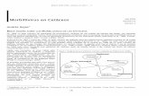 Andrés Rojasα B MORBILLIVIRUS DE LOS CETÁCEOS · Boletín GEAS 2004, volumen VI, Núm 1 - 4 18 Morbillivirus en Cetáceos ... tipo de Distemper (Kennedy et al., 1991), ... proliferación