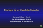 Patología de las Glándulas Salivales · Sialoadenitis Aguda Infección bacteriana Parótida más que SM; 20% bilateralidad Factores predisponentes: Deshidratación Mala higiene
