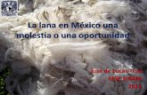 La lana en México una molestia o una oportunidadspo.uno.org.mx/wp-content/uploads/2011/07/lanaenmexicounretoyunao... · posición de rotura Color después del lavado *** *** Fibras