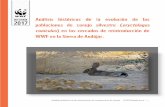 Análisis histórico de las actuaciones de recuperación de ...conejowwf.es/.../2017/04/15-aos-de-WWF-reintroduciendo-conejos.pdf · establecimiento de un censo nacional) y el aumento