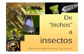 Coñecemento do Medio. “Os Insectos”. Lugo, Agosto … · ¿Quiénes son? • Invertebrados (animales sin vértebras) – Los vertebrados parte del filo cordados. Unas 42.000