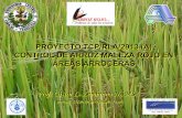 PROYECTO TCP/RLA/2913 (A) CONTROL DE … · porcentaje de esterilidad y peso de 1000 granos de poblaciones de arroz rojo y ... evaluará el número de macollos de arroz rojo, otras