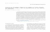 Boletín de Sanidad Vegetal Plagas;NIPO 280-12-071-8; … · Elaboración de clave taxonómica del gé-nero Allograpta. Las observaciones de los adultos bajo lupa estereoscópica