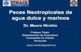 Peces Neotropicales de agua dulce y marinosrepositorio.educacionsuperior.gob.ec/bitstream/28000/4862... · 2017-10-26 · Peces Neotropicales de agua dulce y marinos Dr ... Vertebrados