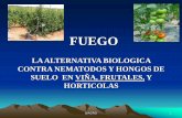 BIAGRO S.L. HISTORIA - agrocistus.comagrocistus.com/sites/default/files/PonenciaFUEGO.pdf · CONTRA NEMATODOS Y HONGOS DE SUELO EN VIÑA, FRUTALES, Y HORTICOLAS . BIAGRO 2 ... HONGOS