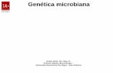 Genética microbiana · En bacterias, el cromosoma, los plásmidos y los fagos son replicones únicos ... deletéreo de antibióticos y desinfectantes. Esta situación constituye