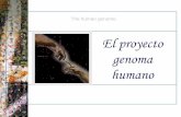 El proyecto genoma - bioinformatica.uab.catbioinformatica.uab.cat/base/documents\masterGP\Master GP. Proyect… · del Proyecto Genoma Humano ... El proteoma humano contiene más